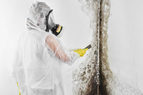 Best Mold Cleaning Services  in Cheyenne, WY