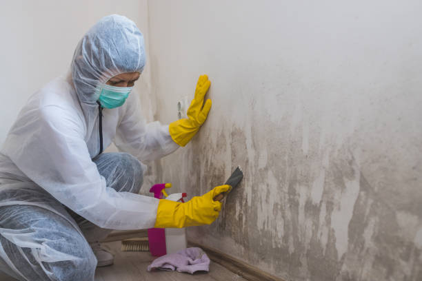 Best Home Mold Removal  in Cheyenne, WY