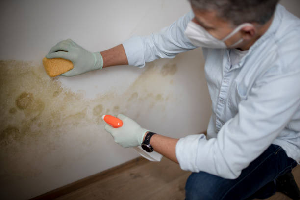 Best Attic Mold Removal  in Cheyenne, WY