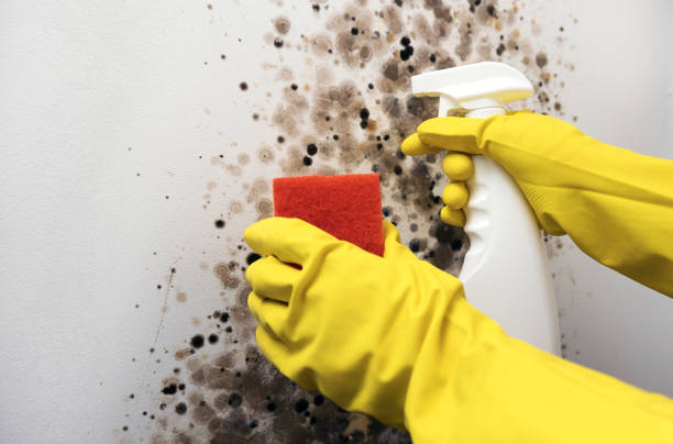 Best Fast Mold Removal  in Cheyenne, WY