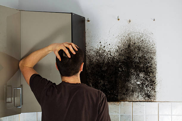 Best Mold Removal Company Near Me  in Cheyenne, WY