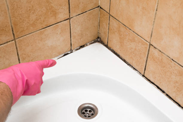 Best Same-Day Mold Removal  in Cheyenne, WY